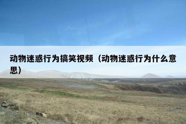 动物迷惑行为搞笑视频(动物迷惑行为什么意思)